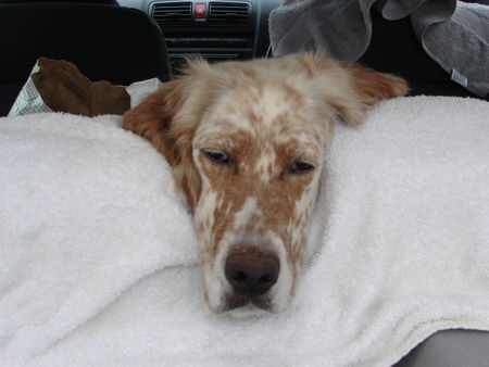 English Setter Fenna von Santorini