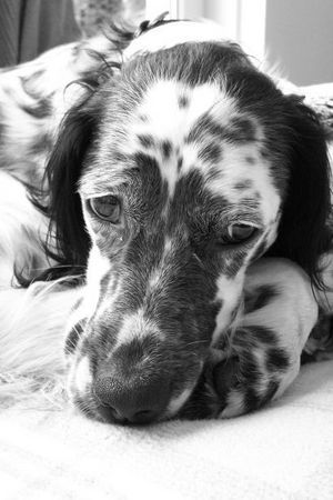 English Setter Hunde Foto 34891 English Setter Flocke