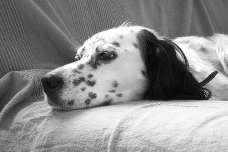 English Setter Frida  