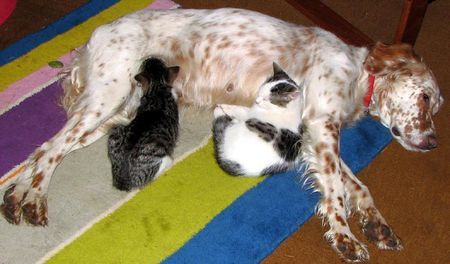 English Setter Hunde Foto 41399 English Setter Fenna als Katzenmama