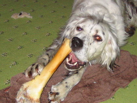 English Setter Hunde Foto 32428 in höherer Auflösung ansehen English Setter lecker...