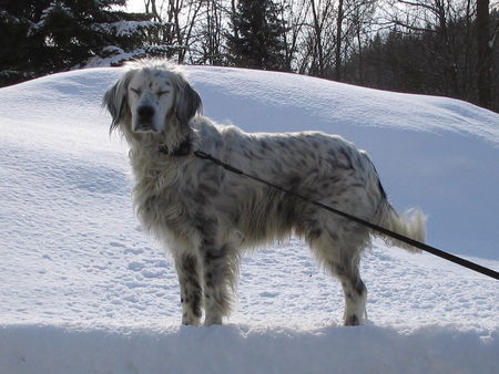 English Setter lecker...