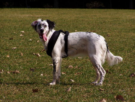 English Setter