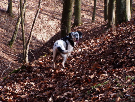 English Setter