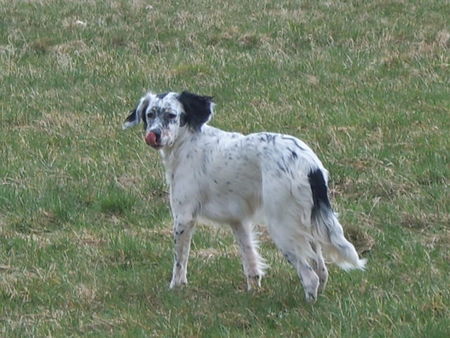English Setter Hunde Foto 31896 in höherer Auflösung ansehen English Setter