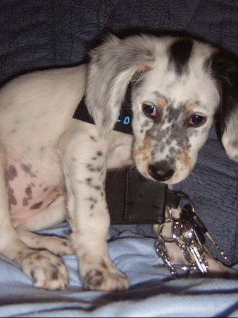 English Setter