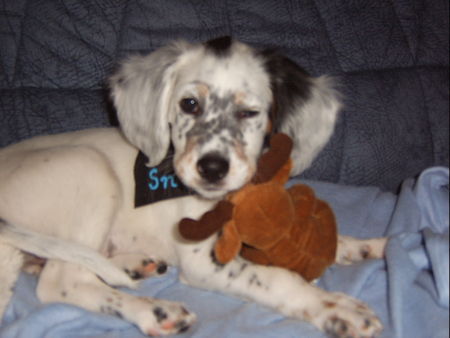 English Setter