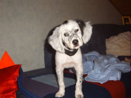 English Setter