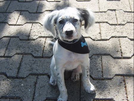 English Setter Hunde Foto 31899 in höherer Auflösung ansehen English Setter