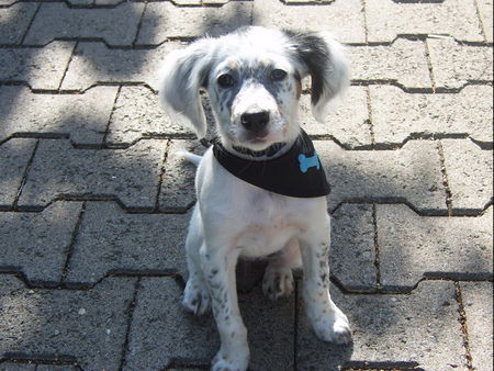 English Setter