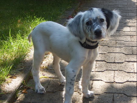 English Setter