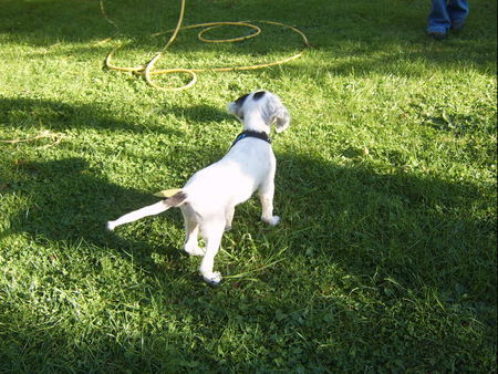 English Setter