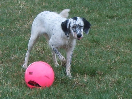 English Setter Hunde Foto 31890 in höherer Auflösung ansehen English Setter