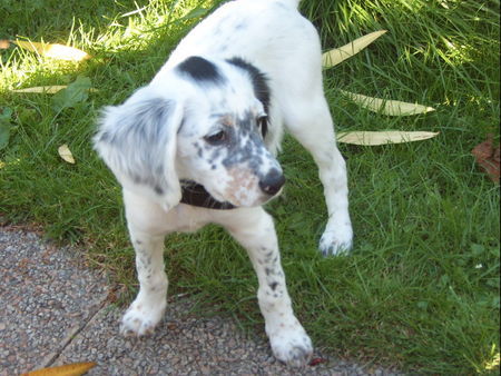 English Setter