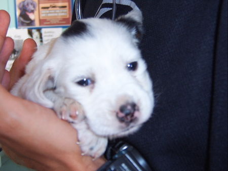 English Setter