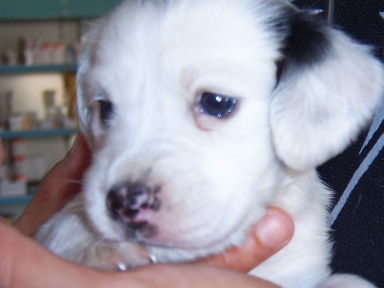 English Setter