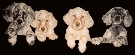 English Setter Hunde Foto 39352 English Setter The Puppy Gang