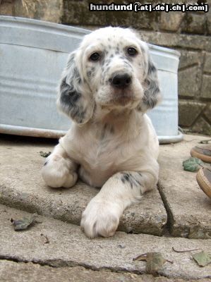 English Setter Hunde Foto 12631 English Setter Amarella Sweet DAVARONI - 58 Tagen - neugierig und guirlige