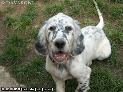 English Setter Hunde Foto 12632 English Setter Amarella Sweet DAVARONI - 13 Wochen - einfach hübsch
