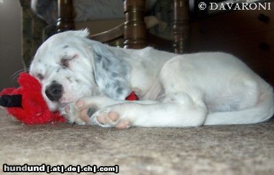 English Setter Hunde Foto 12633 English Setter Andariel Bay DAVARONI - 47 Tagen - ermüdet