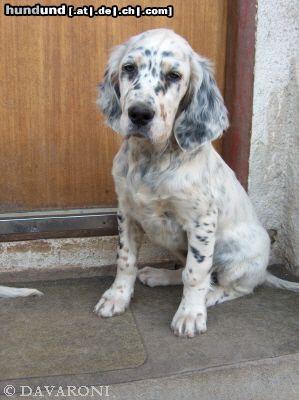 English Setter Hunde Foto 12634 English Setter Andariel Bay DAVARONI - 12 Wochen - herzig