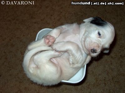 English Setter Hunde Foto 12635 English Setter Arria Delay DAVARONI - 20 Tagen - das Hätschelchen
