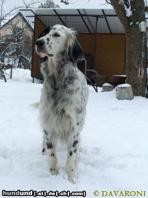 English Setter Hunde Foto 12636 English Setter Brita od Cihelny - Begründerin die Zuchtstätte