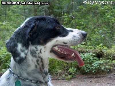 English Setter Hunde Foto 12637 English Setter Brita od Cihelny - Begründerin die Zuchtstätte