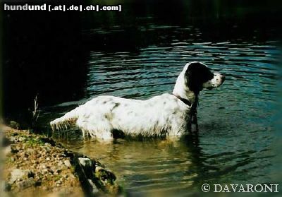 English Setter Hunde Foto 12638 English Setter Brita od Cihelny - Begründerin die Zuchtstätte