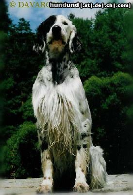 English Setter Hunde Foto 12639 English Setter Brita od Cihelny - Begründerin die Zuchtstätte