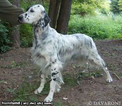 English Setter Hunde Foto 12640 English Setter Brita od Cihelny - Begründerin die Zuchtstätte