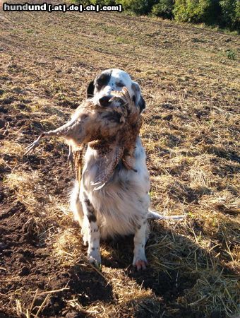 English Setter Hunde Foto 14750 English Setter Brita od Cihelny - erfolgreich Jagd
