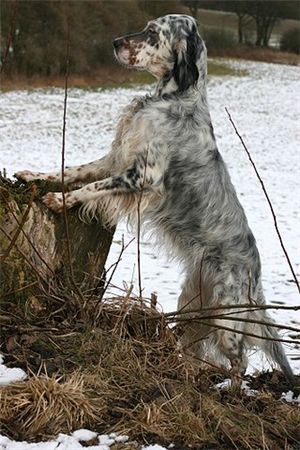English Setter Hunde Foto 35949 in höherer Auflösung ansehen English Setter Little Snowflake Chelsea