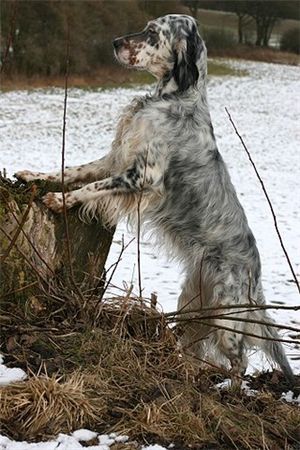 English Setter Little Snowflake Chelsea