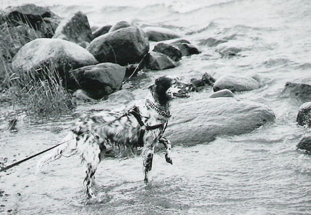 English Setter Flocke