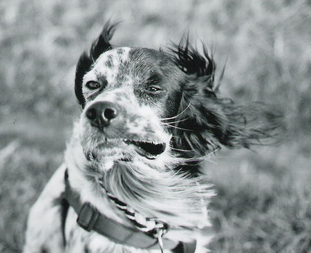 English Setter Mirlo