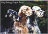 English Setter Foto: Our Midsummer Skye English Setter Hund