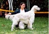 English Setter Foto: Seine Ausstellungskarriere beginnt gerade: der 18 Monate alte Rising Sun Midas Touch English Setter Hund