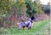 English Setter Foto: Tricolorhündin Silvanus Juana im Alter von 14 Monaten (ID 648) English Setter Hund