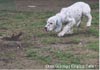 English Setter Foto: Früh übt sich! Ticket To The Top English Setter Hund