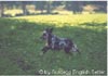 English Setter Foto: Our Midsummer Skye English Setter Hund