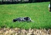 English Setter Foto: Our Midsummer Skye English Setter Hund