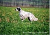 English Setter Foto: Der 15 Monate alte Ready Moneymaker English Setter Hund