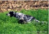 English Setter Foto: Ch. Qu's Black-Eared Bennett English Setter Hund