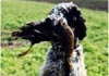 English Setter Foto: Ch. Qu's Black-Eared Bennett English Setter Hund