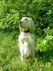 English Setter Hund