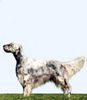 English Setter Hund