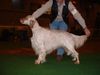 English Setter Hund