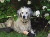 English Setter Hund