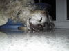 English Setter Hund